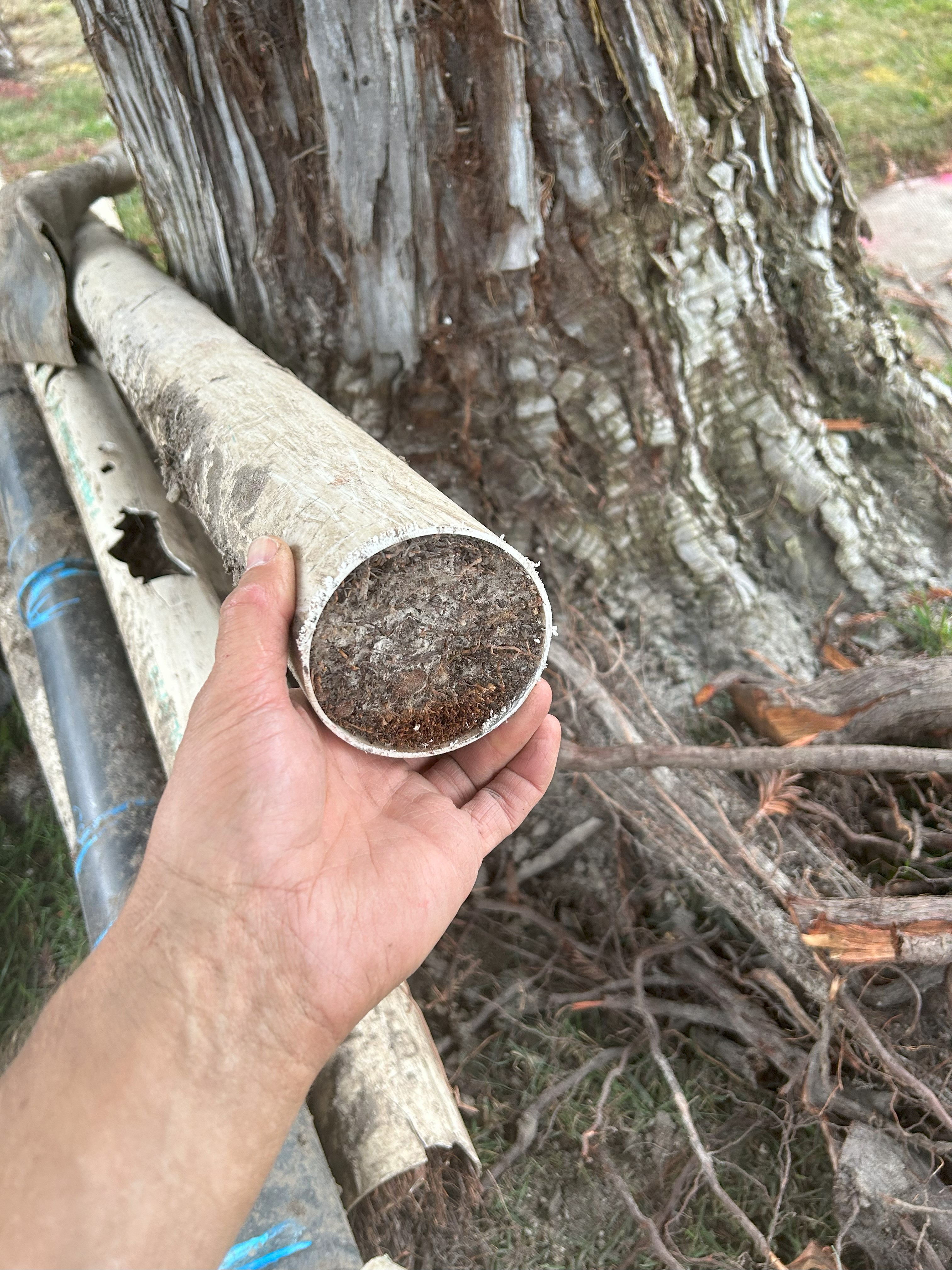 Roots In Pipe